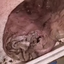 ye猪肚虫疔货无油净肚厚实老