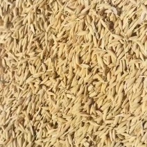 五常稻花香水稻农户自产除杂除芒鲜米机专用