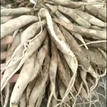 百部苗/百部种苗/大百部/百部鲜货/无硫百部/百部干货/
