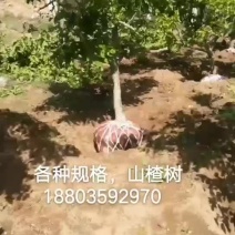 10-12公分山楂树，山楂成品苗，各种规格山楂树！