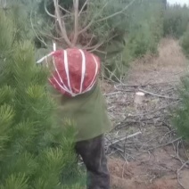 一米五白皮松9块钱装车，量大，需要联系