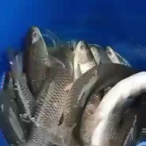 【草鱼】各种鱼苗成品鱼技术指导养殖场直发欢迎咨询