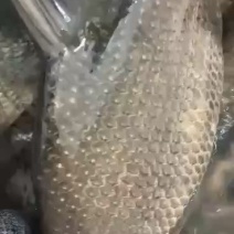 【鳊鱼】各种鱼苗成品鱼技术指导养殖场直发欢迎咨询