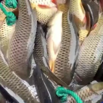 【推荐】鲤鱼各种鱼苗成品鱼技术指导欢迎咨询