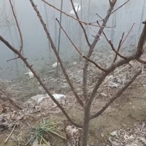 三年李子树