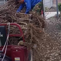 葡萄树占地葡萄树