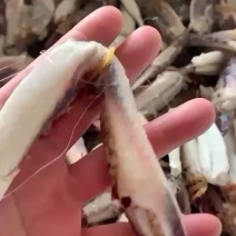 蟹钳