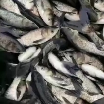花鲢鱼苗鲢鱼苗四大家鱼大头鱼正规养殖塘口发货