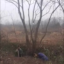 丛生乌桕6一8杆，每杆8一15公分，海量供应