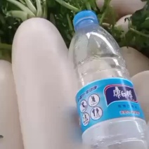 优质白萝卜，产地，四川遂宁，重庆潼南，欢迎老板下单。