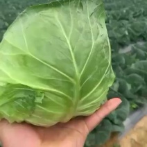 甘蓝，包菜，精品上市，试邀批发商，平台电商，超市共同合作