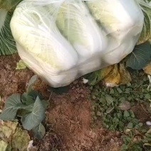 青杂三号，质量很好，免费提共厂地，地磅，不抽任何费用
