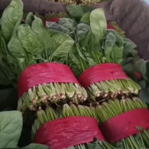 优质大叶菠菜质量好无黄叶，高度30公分左右，无土，