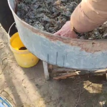 苏州优质大母本蟹苗，扣蟹苗！六母八公大闸蟹蟹苗
