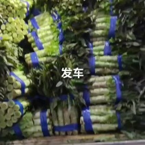 尖叶莴笋