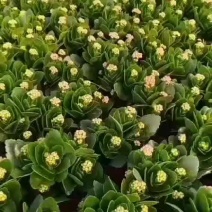 山东青州，精品长寿花，基地现货，质优价廉，欢迎咨询选购！