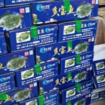 多宝鱼，规格1/1.2斤一条，一件20斤，厂家直供