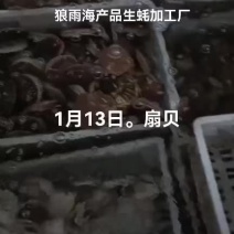 扇贝。直孔贝。红螺