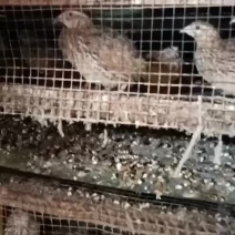 鹌鹑鸟3-4两重一只淘汰鹌鹑鸟