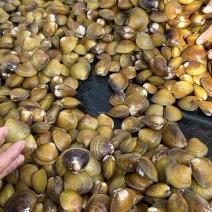 地角螺大量批发长期有货