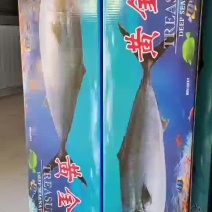 黄金鲅，鲜度好，卖相佳，各种规格都有，大量现货批发