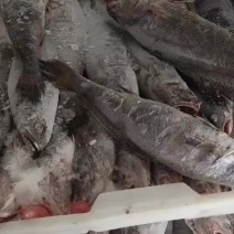 鳘鱼
