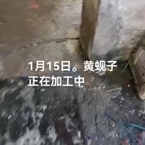 黄蚬子