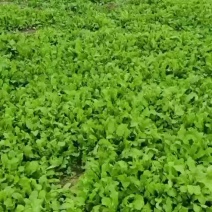 荠菜，精品荠荠菜。即将上市。