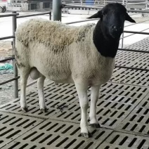 种羊、肉羊改良、屠宰羊、品种羊、杜泊杜寒种公羊