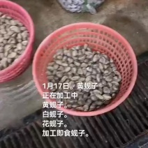 黄蚬子