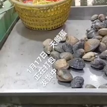 天鹅蛋