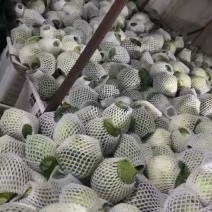 甘蓝
