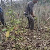 核桃树苗，嫁接核桃树，直生核桃树苗，毛核桃树苗。