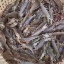南美白对虾苗南美白淡水虾苗白虾苗虾苗罗氏虾虾苗沙虾虾苗
