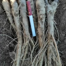 肉独活苗产地供货技术支持欢迎您选购
