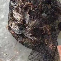 七里海河蟹