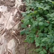 大量独活种苗出售，有需要的欢迎洽谈，期待你的来电，产地直