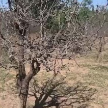 盘龙枣树