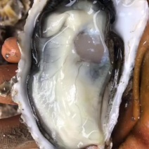 汫洲鲜活带壳生蚝，鲜活海蛎子牡蛎网红烧烤原产地直发。
