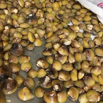 地角螺大量批发一手货源长期有货