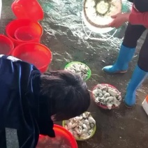 专营生蚝肉各种规格大量有货