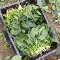 菠菜可以收割！欢迎各地客商前来订购
