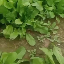 荠菜