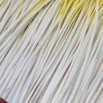 精品蒜黄