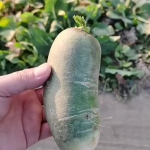大家好这是我们家里自己家种植的的水果萝卜非常好吃！大量供