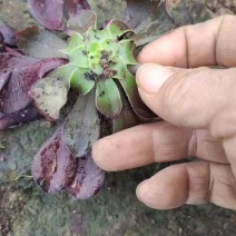 多肉植物法师巫毒砍头品种多多量大从优