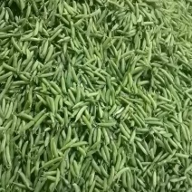 云南甜脆豌豆（长寿人）需要的联系