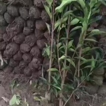 法国冬青新农村行道风景公园绿化植树造林占地用苗房地产绿