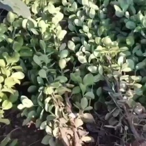 北海道黄杨新农村行道风景公园绿化植树造林占地用苗房地产