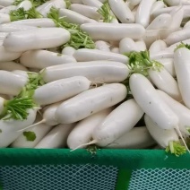 精品白萝卜
